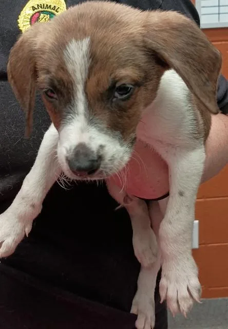 A baby medium-sized male Black Mouth Cur dog named Skipper for adoption in Huntsville, AL