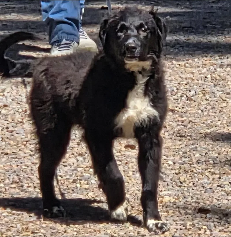 Sammy