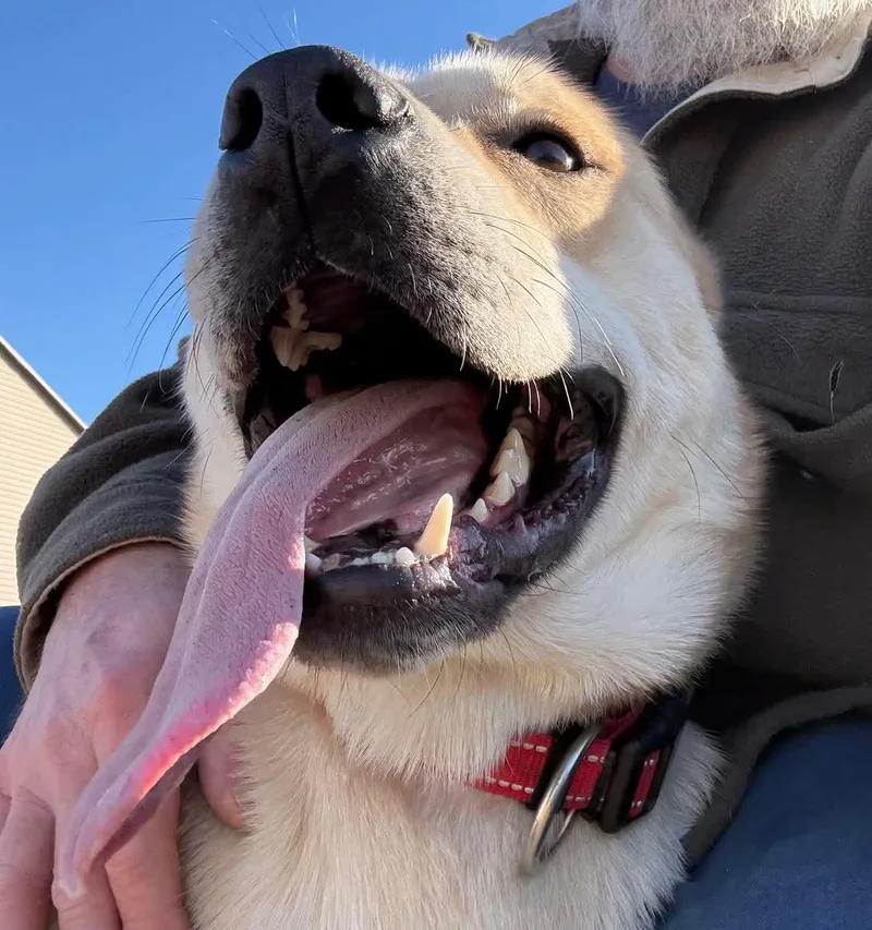 Squirrel thumbnail 2