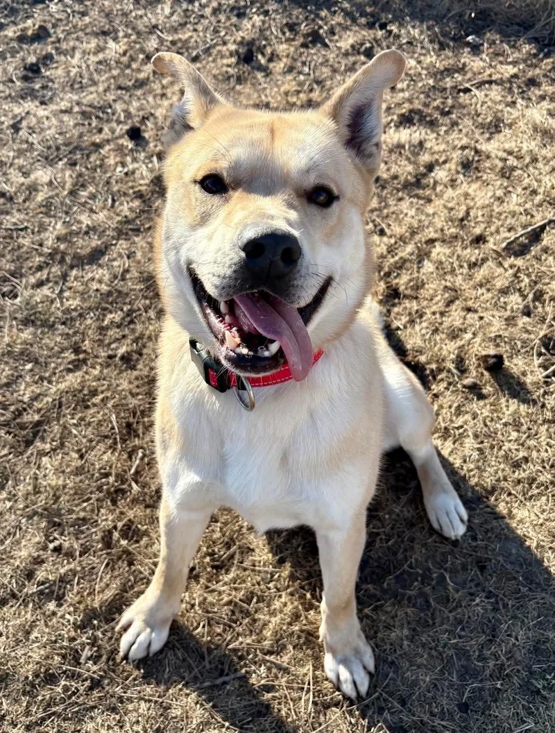 Squirrel thumbnail 3