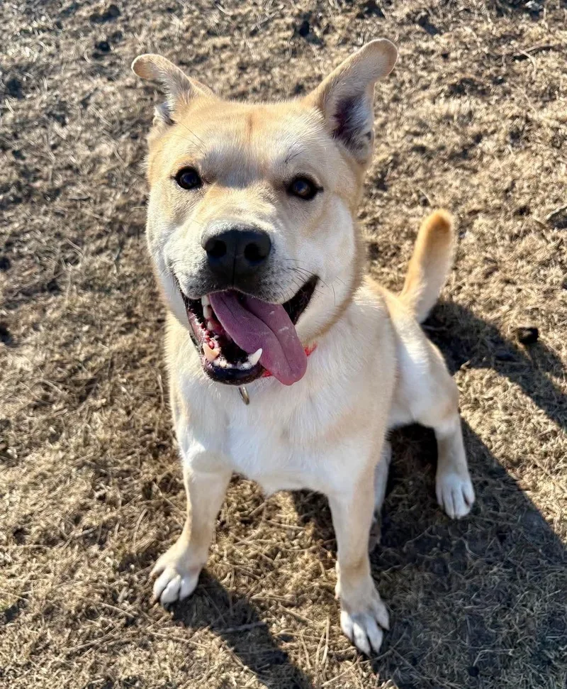 Squirrel thumbnail 4