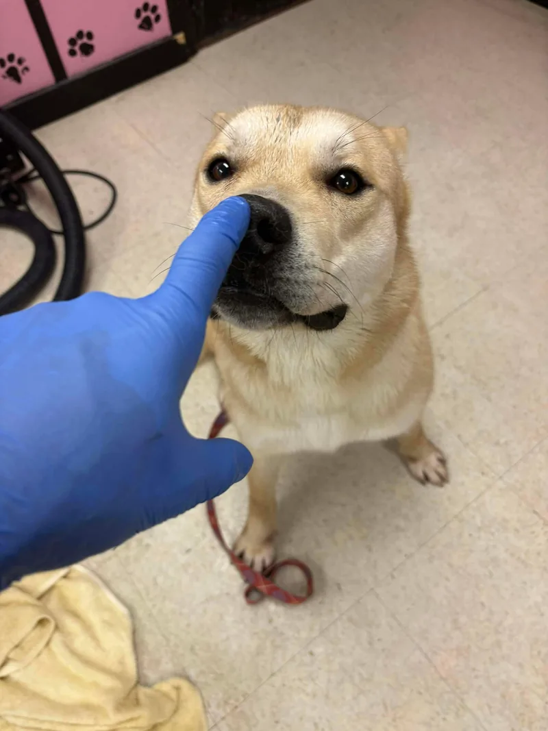 Squirrel thumbnail 5