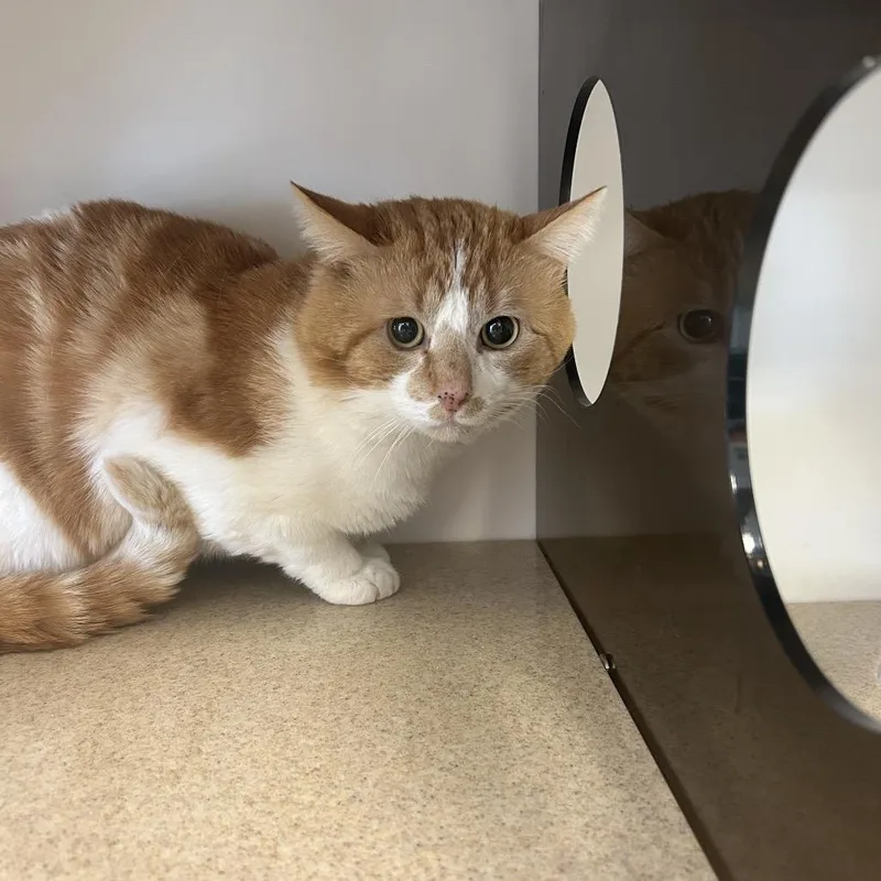 Pot O' Gold thumbnail 2