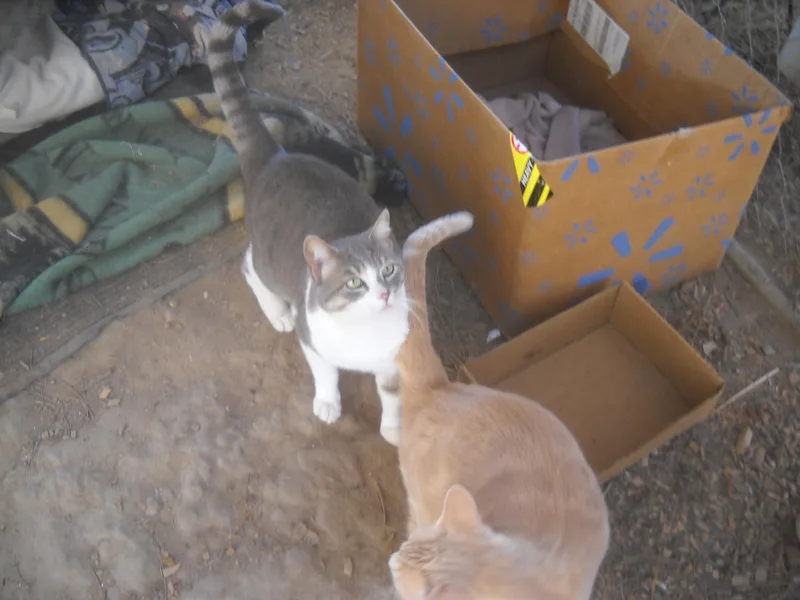 Giovanniorange Tabby   thumbnail 2