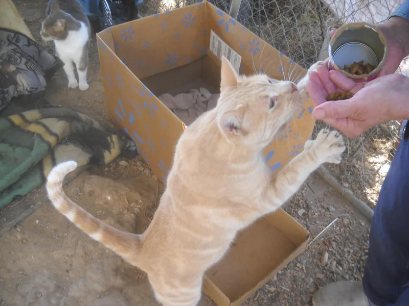 Giovanniorange Tabby   thumbnail 3