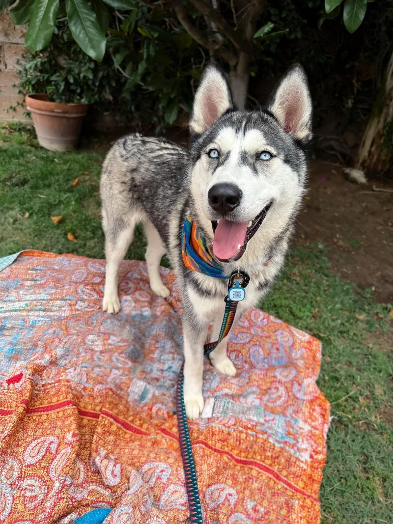 A young medium-sized male Husky dog named Damien for adoption in santa monica, CA
