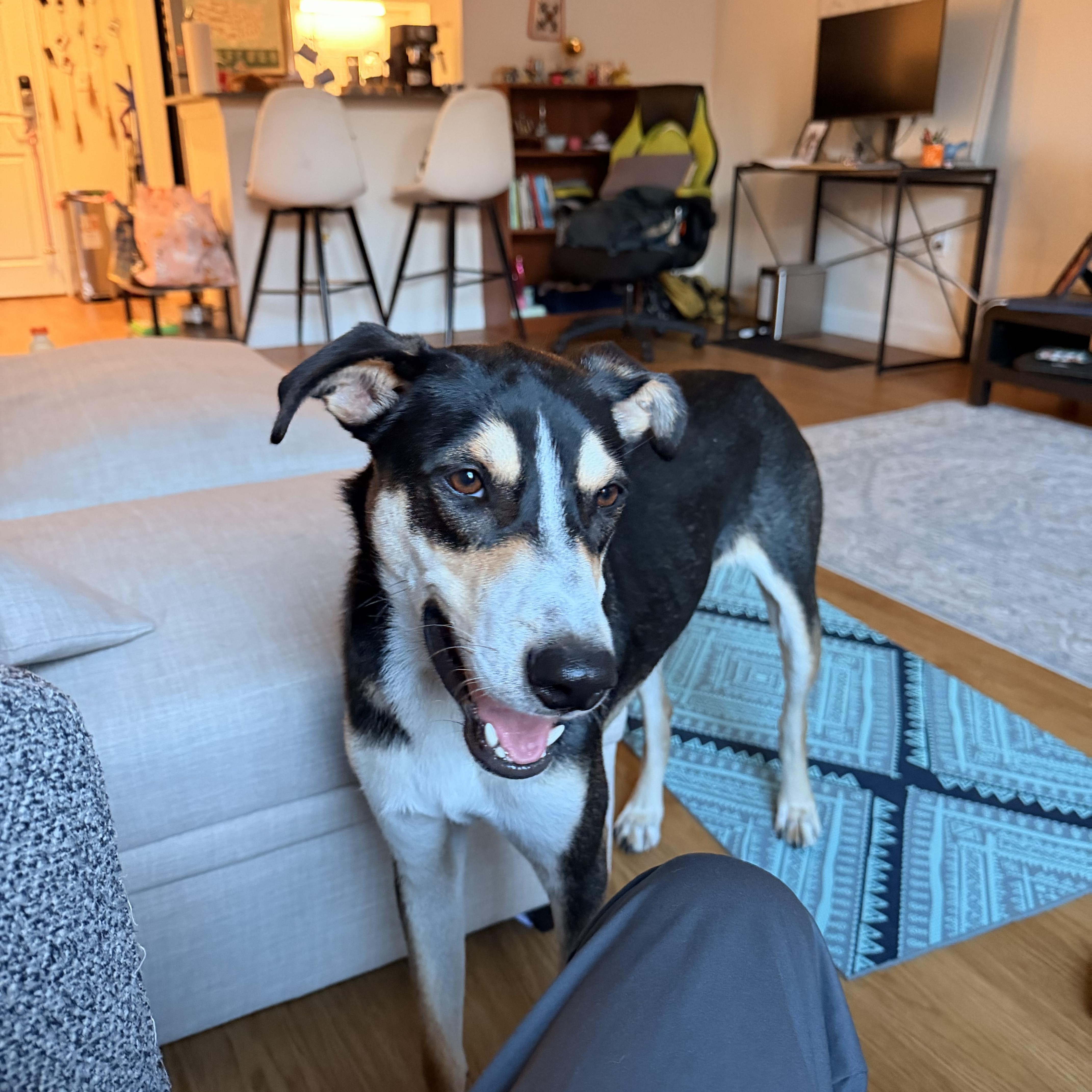 A young medium-sized male Shepherd dog named Myles for adoption in oriskany, NY
