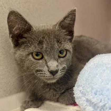 A baby small-sized male Gray / Blue / Silver Domestic Short Hair cat named Grayson for adoption in Atlanta, GA