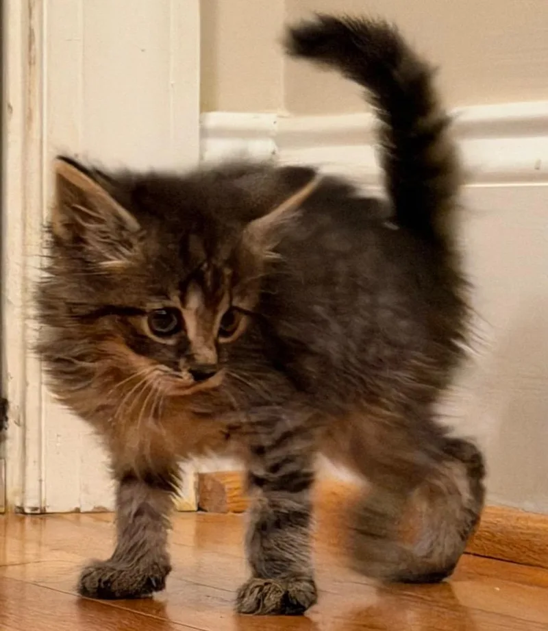 A baby medium-sized female Domestic Medium Hair cat named Misty for adoption in Evans, GA