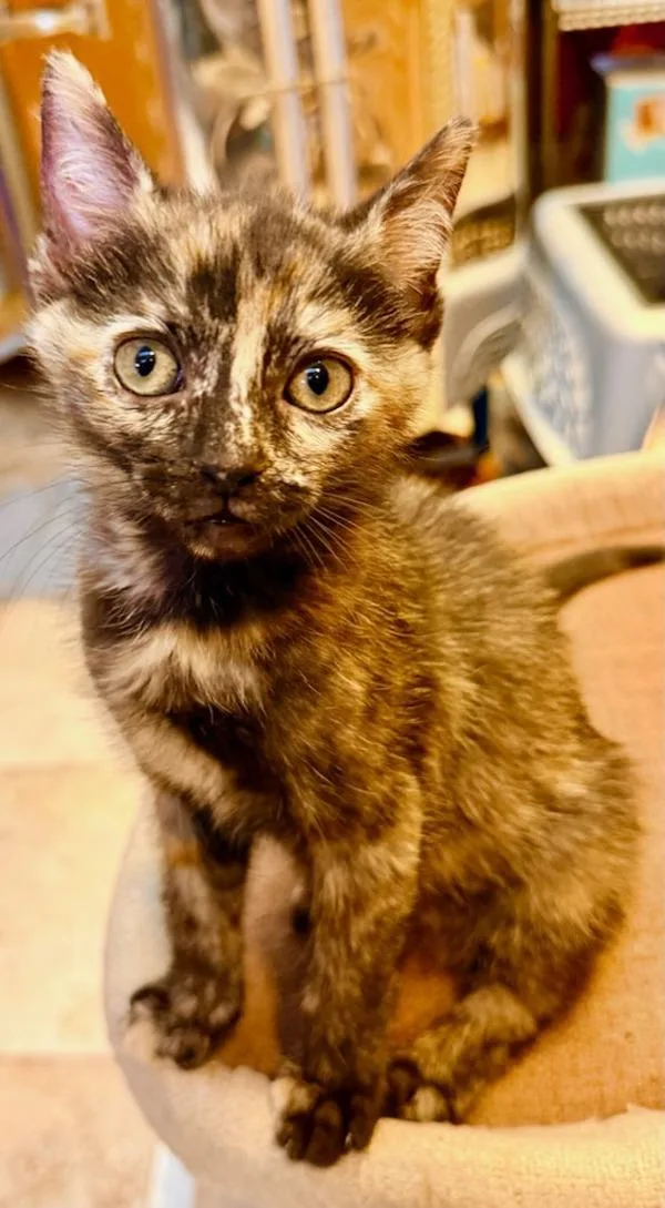 A baby small-sized female Domestic Short Hair cat named Emily for adoption in San Diego, CA