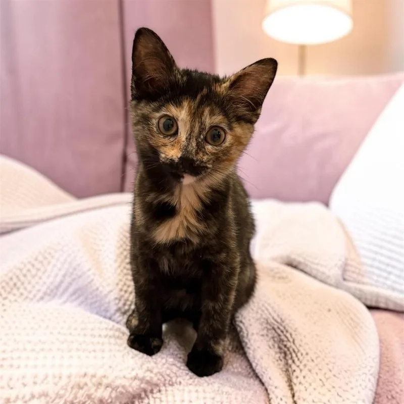 A baby small-sized female Domestic Short Hair cat named Catalie Portman Cs for adoption in Dallas, TX