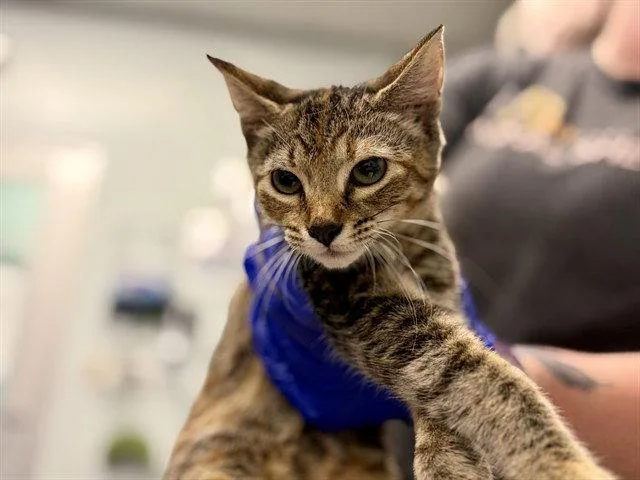A baby small-sized female Brown / Chocolate Domestic Short Hair cat named Barbara for adoption in Tavares, FL