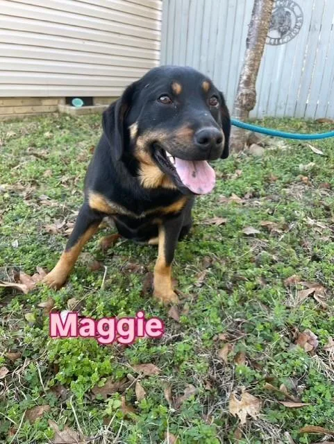 An adult medium-sized female Brown / Chocolate Hound dog named Maggie for adoption in Lambertville, NJ