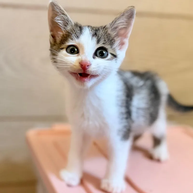 A baby small-sized male White Domestic Short Hair cat named Zero for adoption in Green Bay, WI
