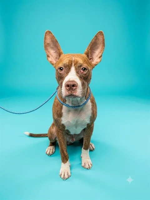 A young medium-sized male Mixed Breed dog named Kirkland for adoption in Jacksonville, FL