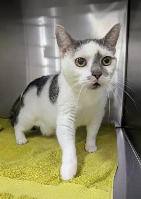 A senior large-sized female Domestic Short Hair cat named Buela for adoption in Upper Marlboro, MD