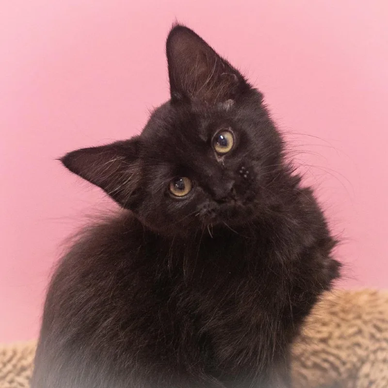 Sparta