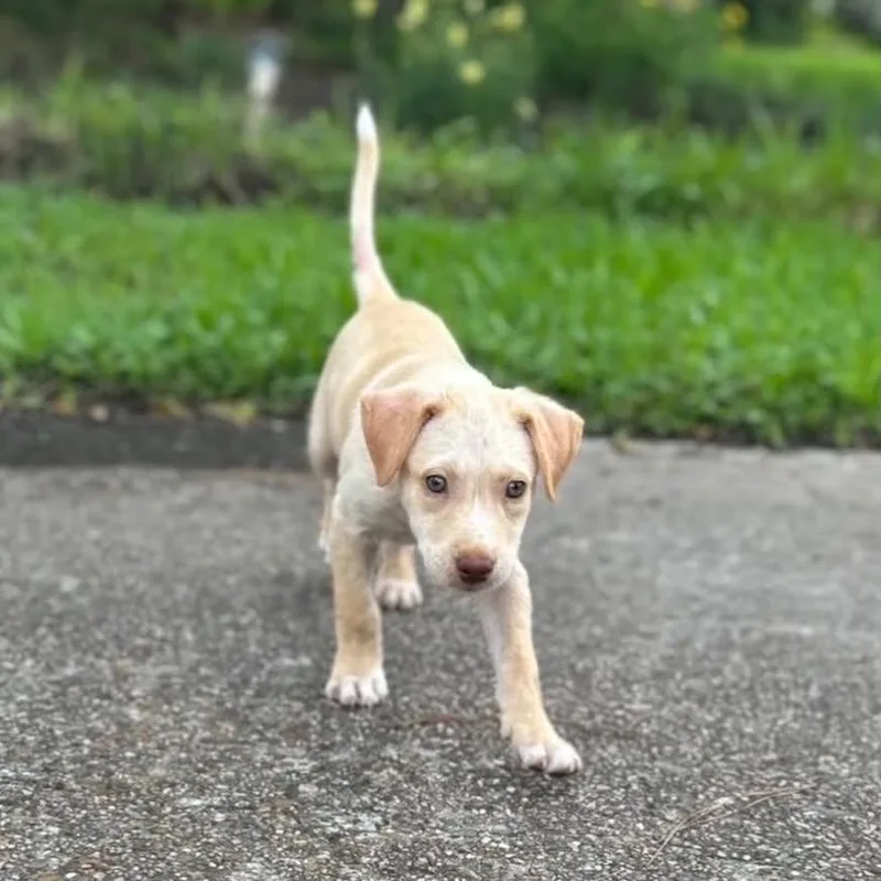 A baby medium-sized male Yellow Labrador Retriever dog named Alvin for adoption in Salem, NH