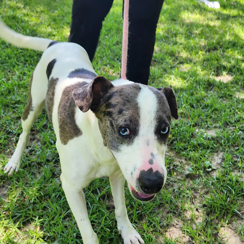 A young medium-sized male Gray / Blue / Silver Mixed Breed dog named Ruger for adoption in Slidell, LA