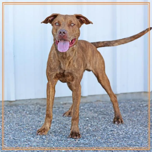 A young medium-sized male Pit Bull Terrier dog named Blue for adoption in Albuquerque, NM