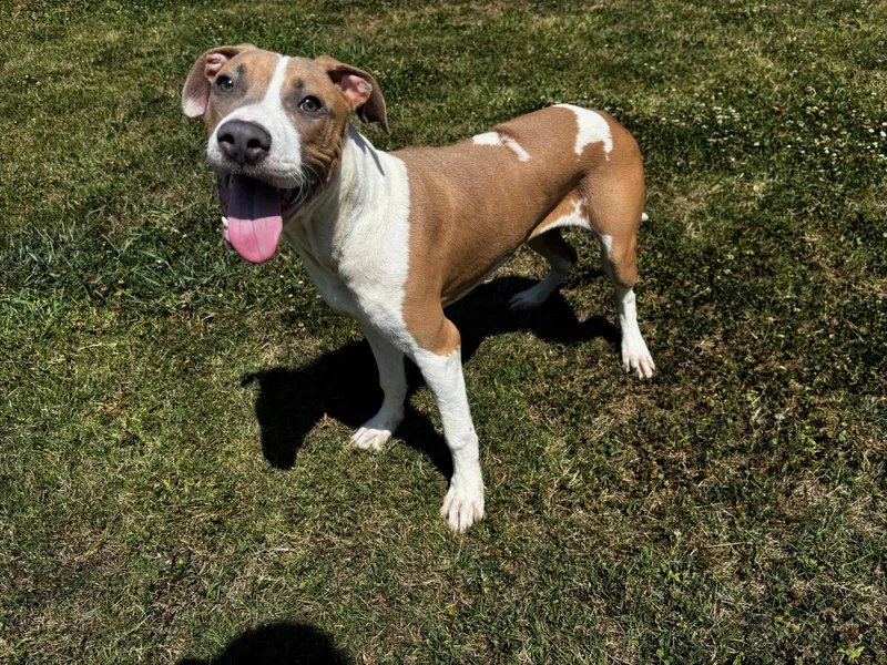 A young medium-sized male Pit Bull Terrier dog named Cash for adoption in Appling, GA
