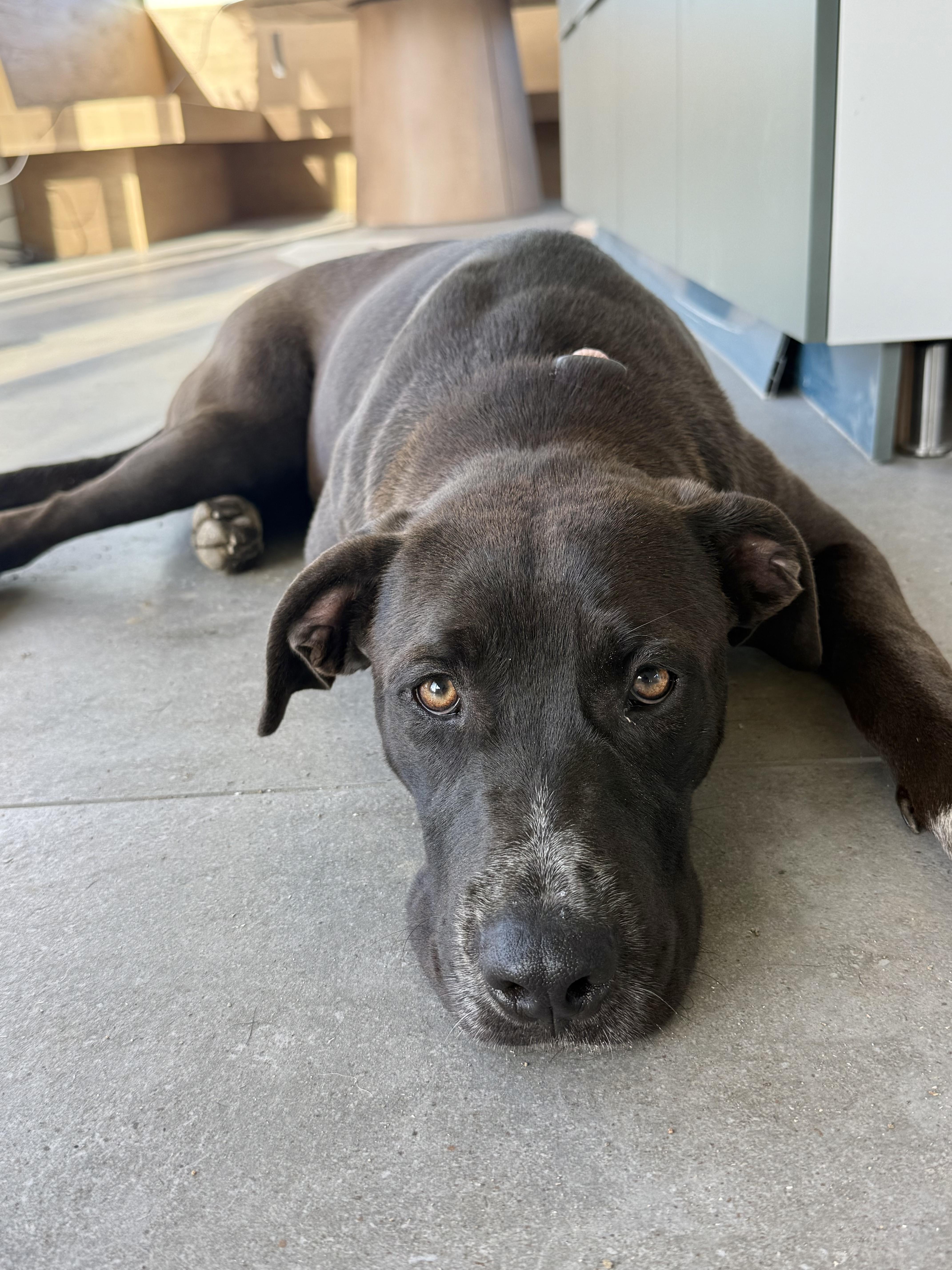 A young medium-sized female Labrador Retriever dog named Dolly for adoption in Santa Monica, CA