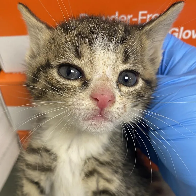 A baby small-sized female Brown / Chocolate Domestic Short Hair cat named 71017 for adoption in Harrisonburg, VA