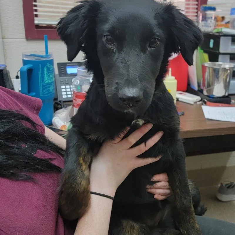 A young medium-sized female Black Shepherd dog named Rose for adoption in Ardmore, OK