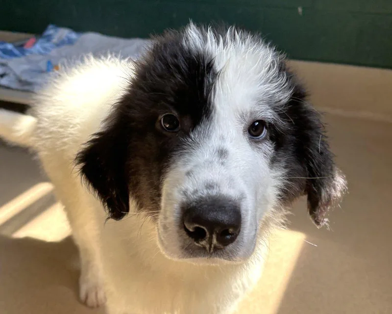 A baby small-sized male White / Cream Mixed Breed dog named Benson Boone for adoption in Raleigh, NC