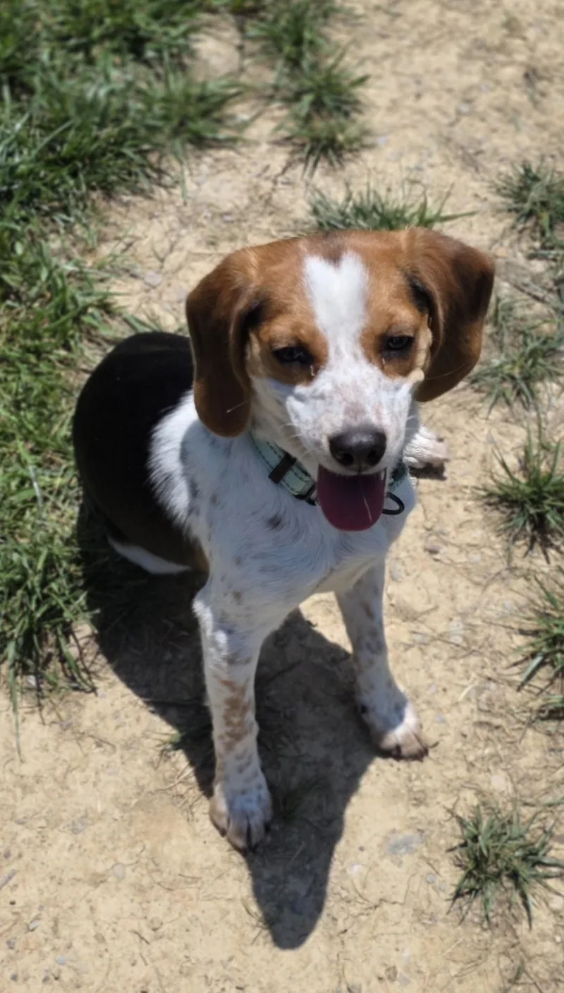 A young small-sized female Beagle dog named Clover for adoption in Shepherdsville, KY