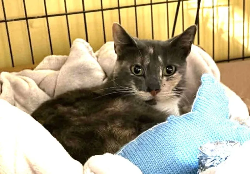 A young medium-sized female Domestic Short Hair cat named Marble Madness for adoption in Ogden, UT