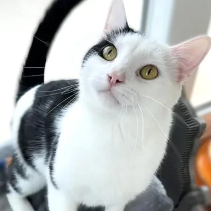 An adult medium-sized male White Domestic Short Hair cat named Mr Moo for adoption in Belmont, NY