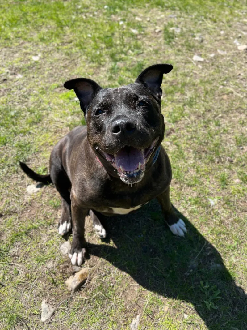 An adult large-sized female Pit Bull Terrier dog named Alice for adoption in Elizabethtown, NY