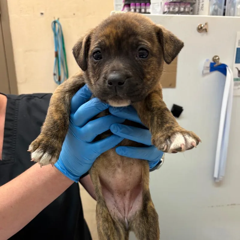 A baby small-sized female Brown / Chocolate Pit Bull Terrier dog named Tamara for adoption in Birmingham, AL