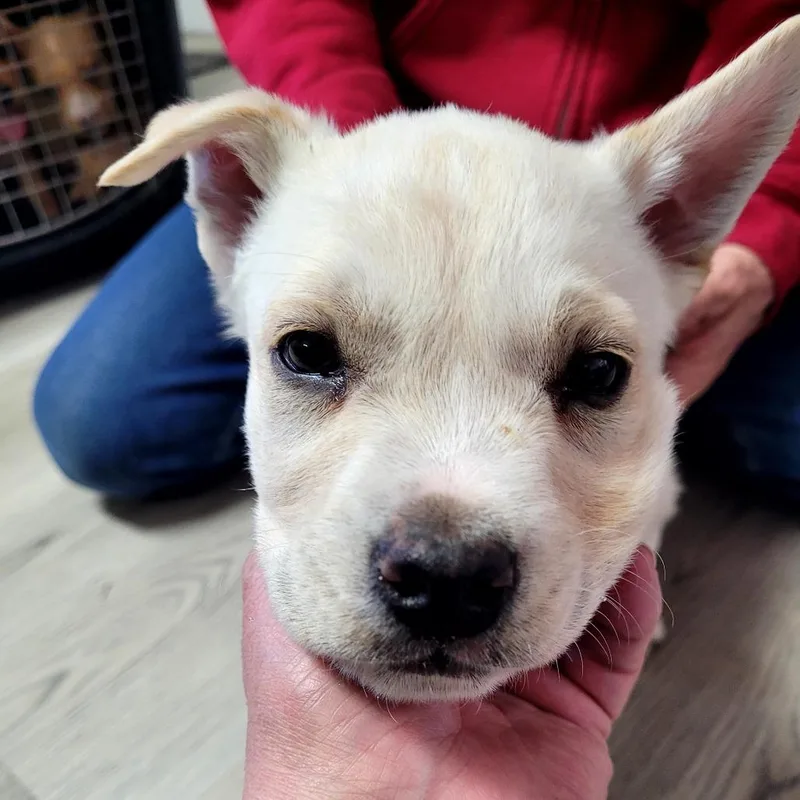 A baby small-sized male Mixed Breed dog named Hans for adoption in Allyn, WA