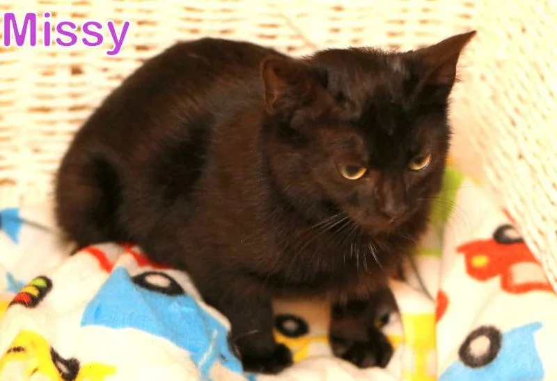 Missy thumbnail 2