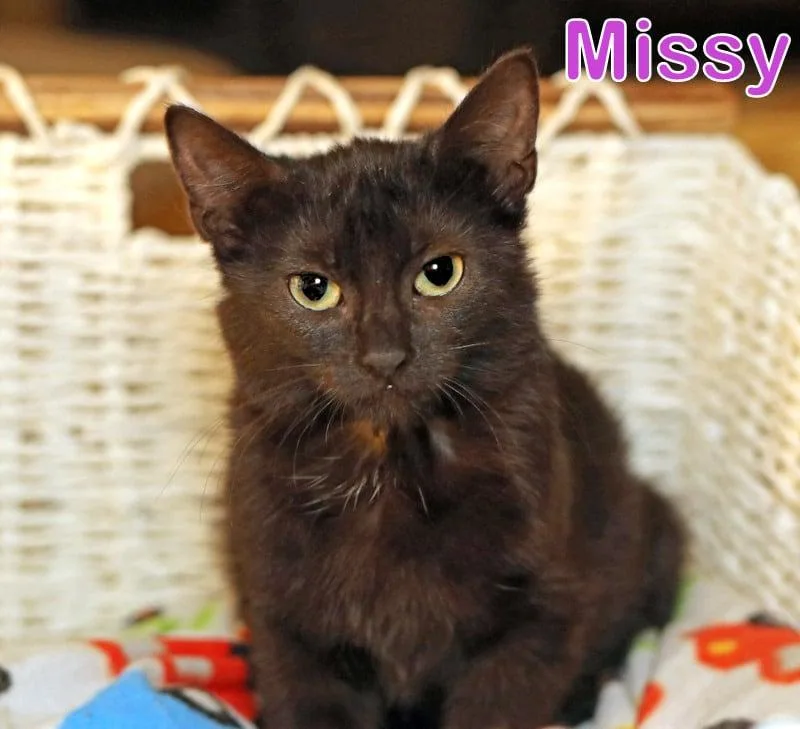 Missy thumbnail 4