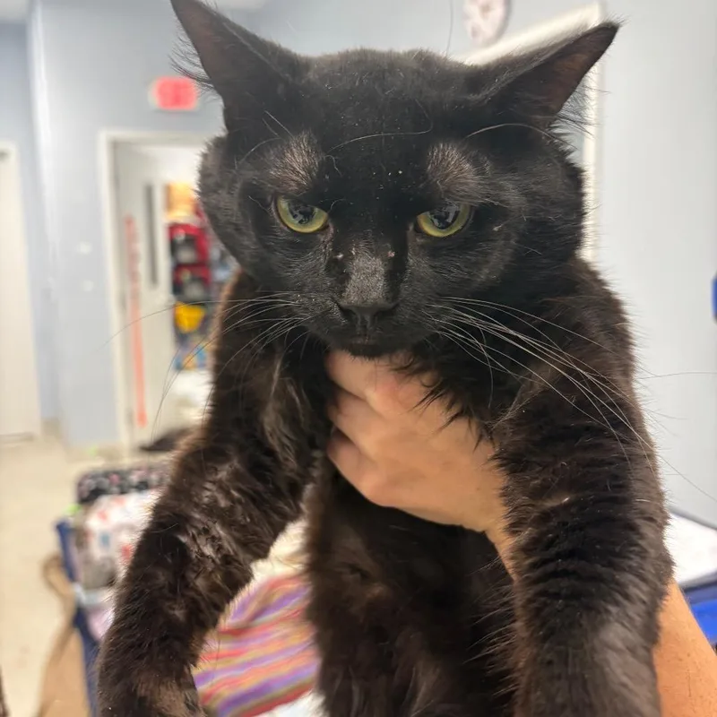 An adult medium-sized male Black Domestic Short Hair cat named Rambo for adoption in Milton, FL