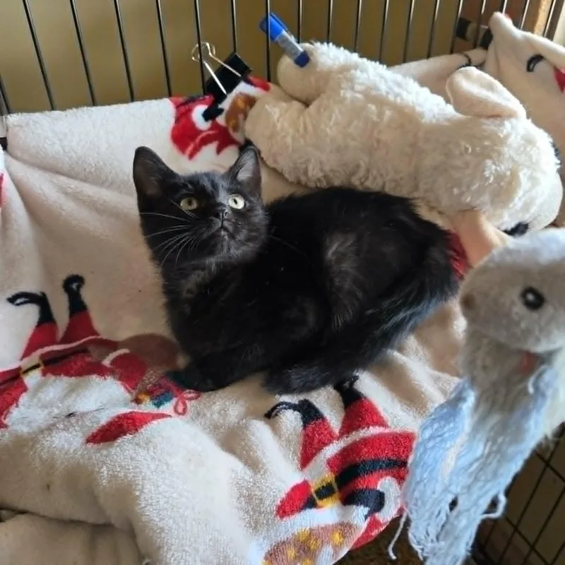 A baby medium-sized female Black Domestic Short Hair cat named Scary Spice for adoption in Lancaster, KY