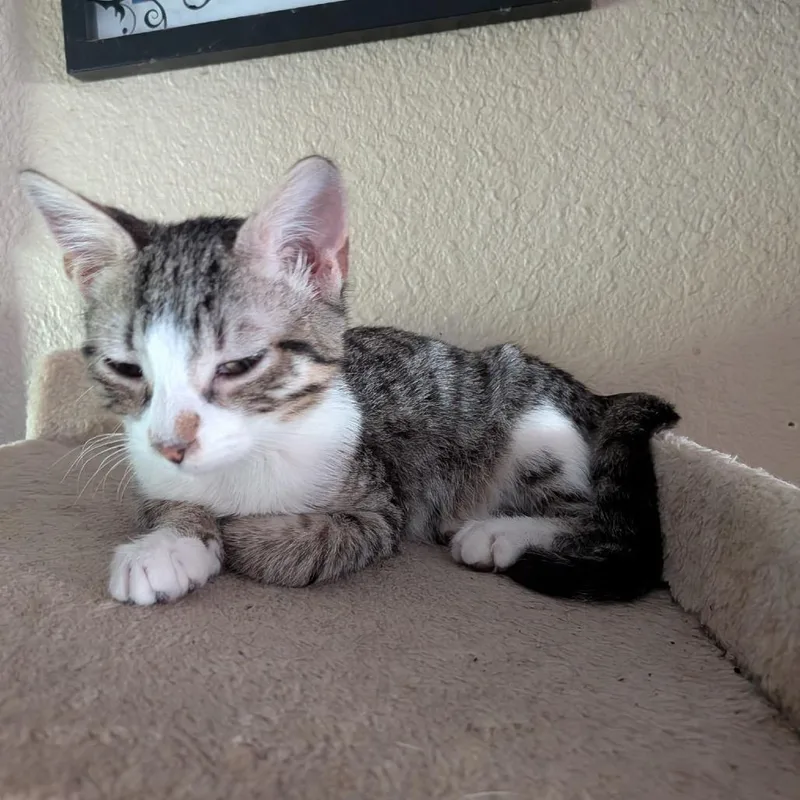Dexter