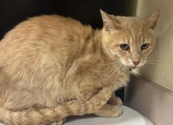 An adult small-sized male Domestic Short Hair cat named Audi for adoption in Salisbury, MD