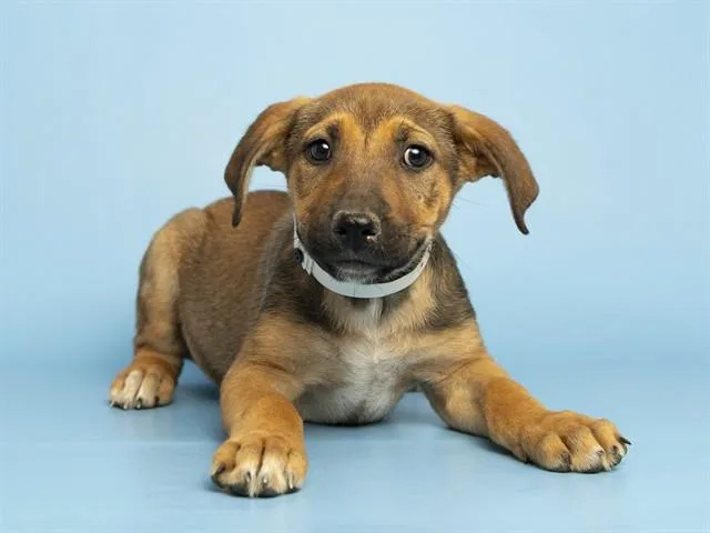 A baby small-sized female German Shepherd Dog dog named Buttercup for adoption in Phoenix, AZ