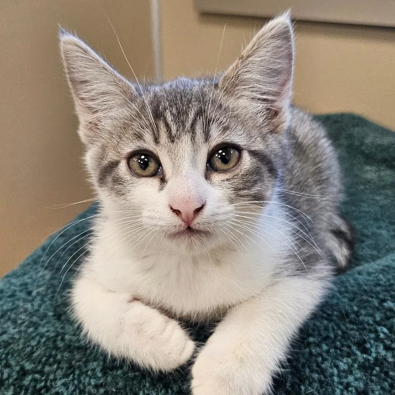 A baby small-sized male Gray / Blue / Silver Domestic Short Hair cat named Tabster for adoption in Sonoma, CA