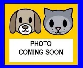A young small-sized female Domestic Short Hair cat named Julie for adoption in San Antonio, TX