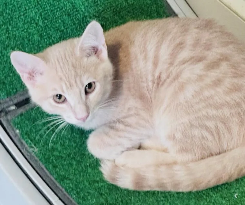 A baby medium-sized male Orange / Red Domestic Short Hair cat named Brad for adoption in Frisco, TX