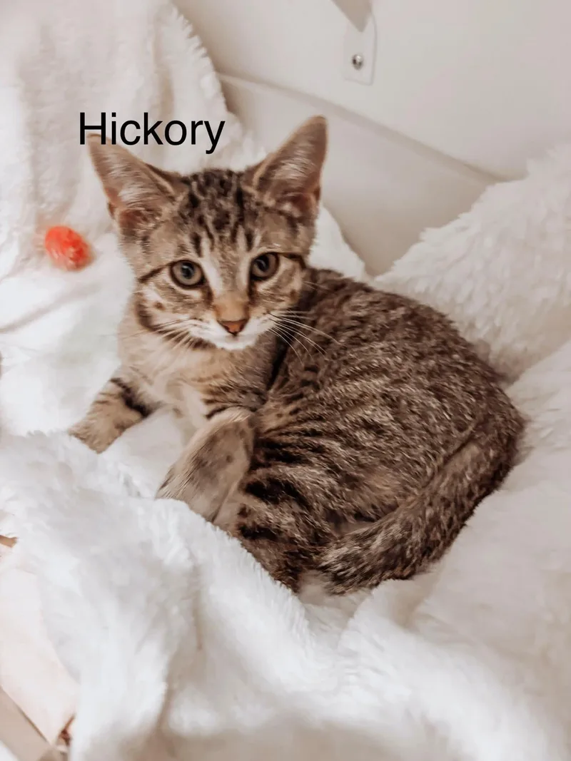 A baby medium-sized male Tabby (Brown / Chocolate) Domestic Short Hair cat named Hickory for adoption in Murfreesboro, TN
