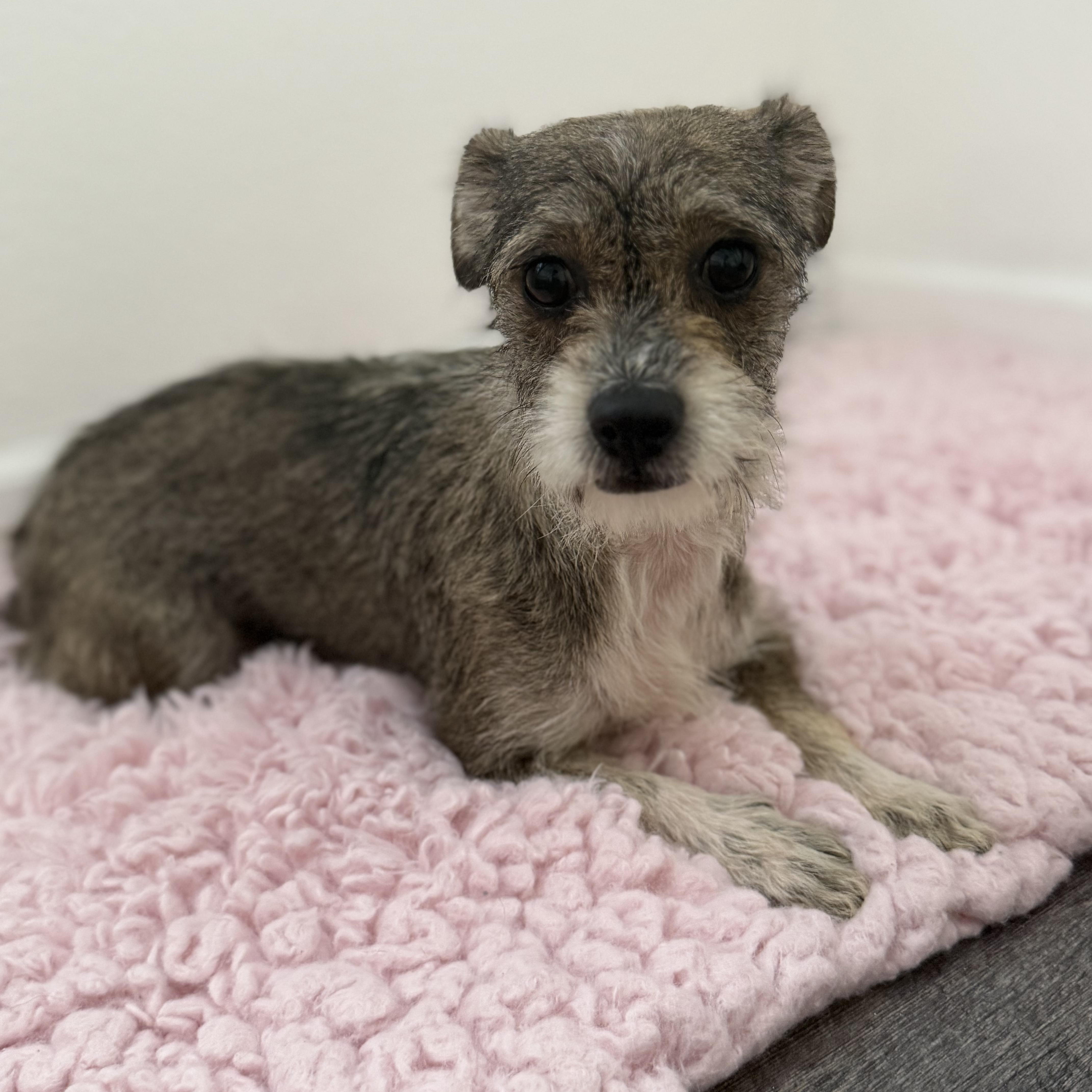 A young small-sized female Mixed Breed dog named Franny for adoption in Los Angeles, CA