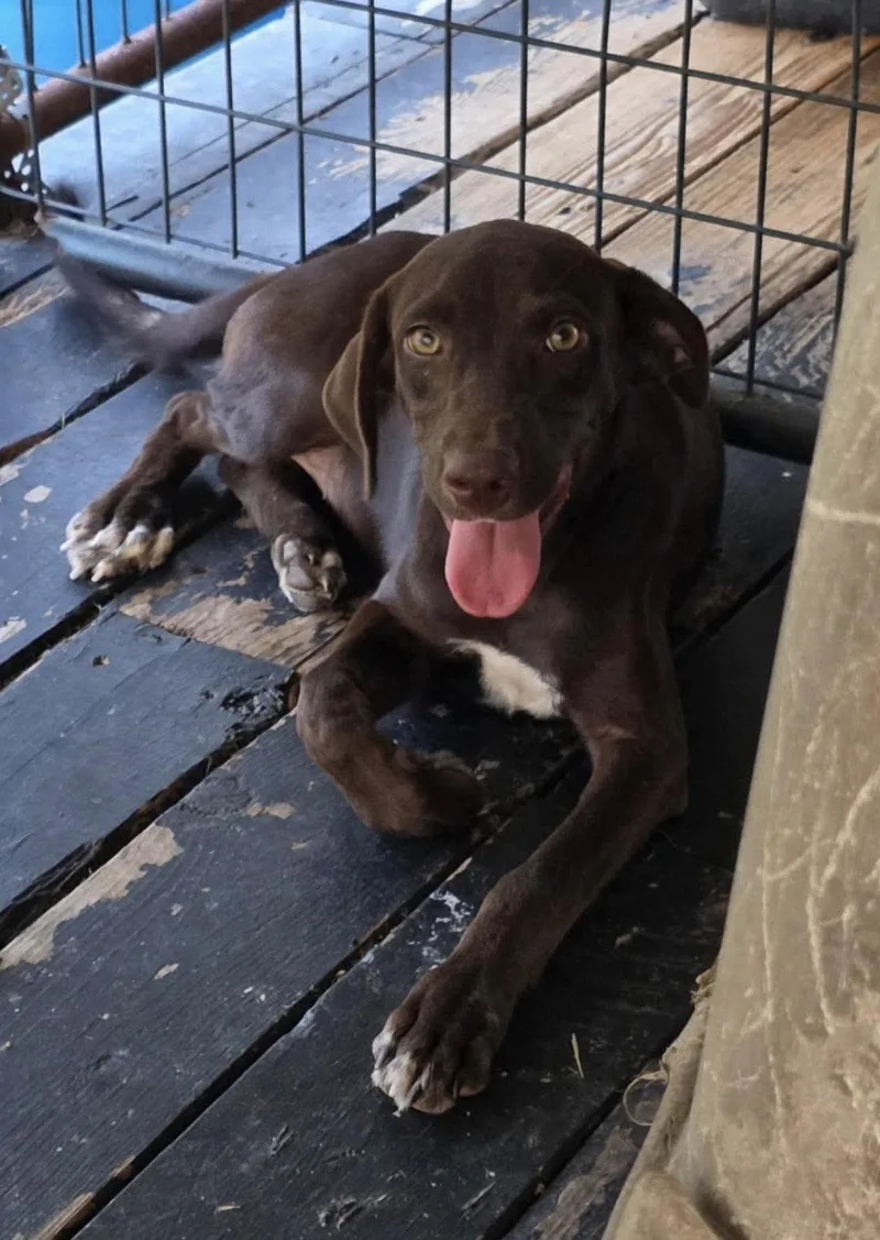A young large-sized female Labrador Retriever dog named Savannah for adoption in Fort Worth, TX