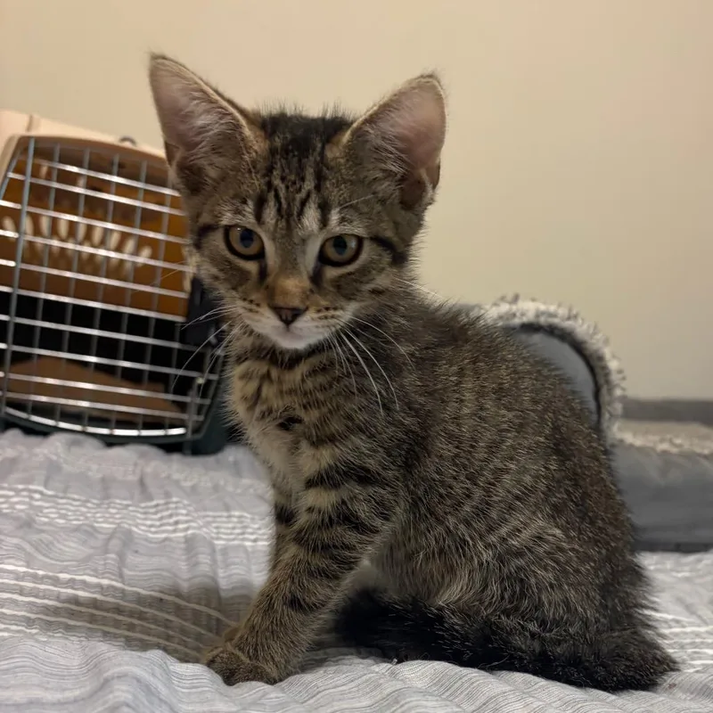 A baby small-sized male Brown / Chocolate Domestic Short Hair cat named Phil for adoption in Georgetown, KY