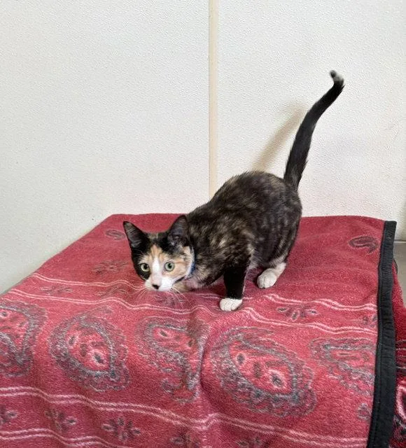 An adult medium-sized female Calico cat named Lilac  Calico with for adoption in Mitchell, SD